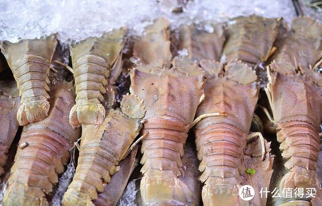 皮皮虾几月份最肥？要想品尝到最肥美的皮皮虾,看这里
