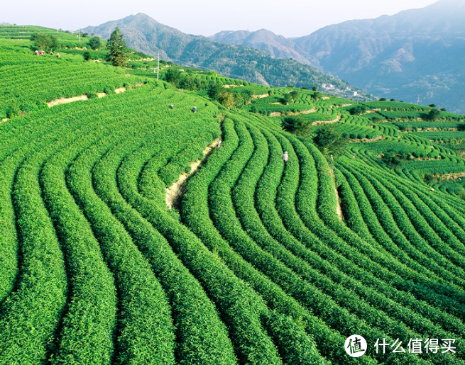 别有洞天在洞庭，正绿渚云封，是水是山容我梦;尤多仙品出仙地，看碧螺春早，一芽一叶煞人香