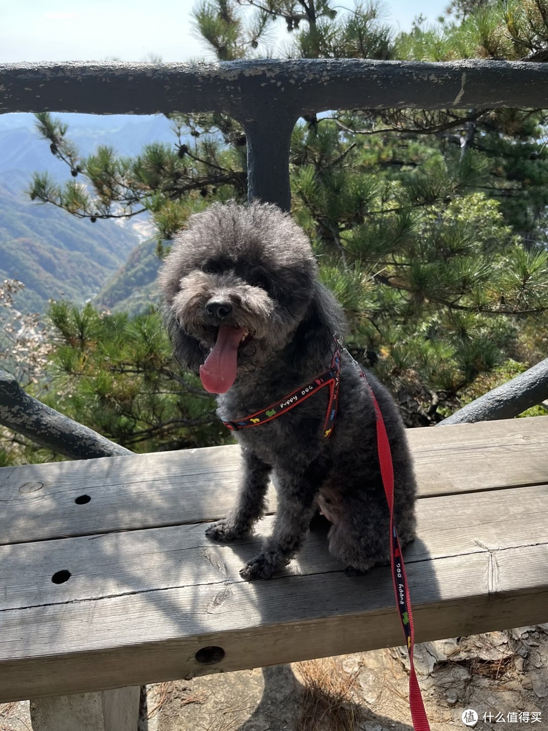 岳西游丨带狗子爬山坐索道走玻璃桥，小甜甜是真勇敢