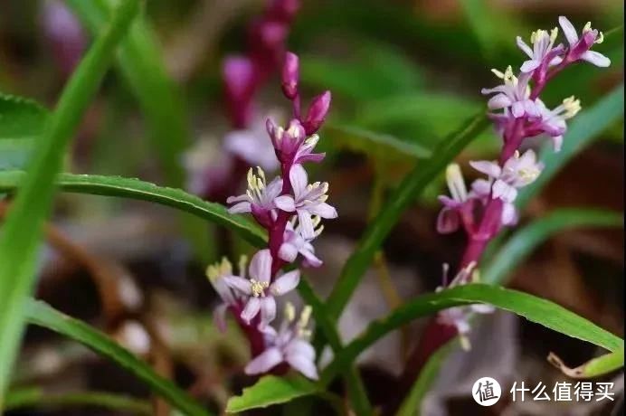 “三花不能送，送了贫穷伴”，究竟是哪三种花？送了会有什么后果