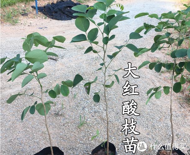 种花不如种树，6种名贵树，可遇不可求，种上1棵都能当“传家宝”