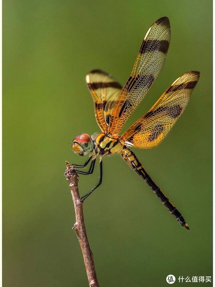 「蜻蜓」中看不中用？它们可是昆虫中的飞行冠军！