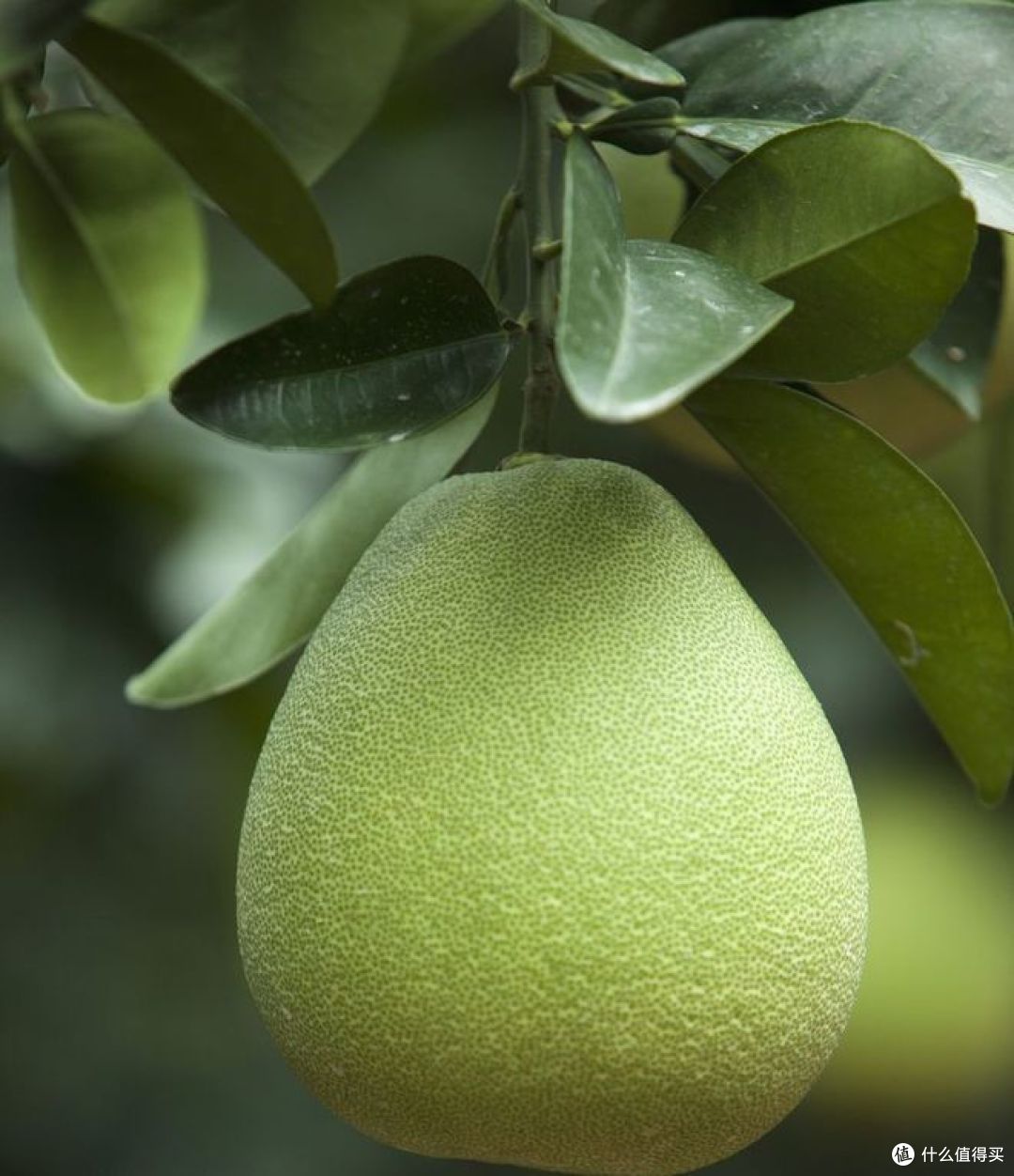 文旦和柚子的区别？多了解，有好处！_新鲜水果_什么值得买