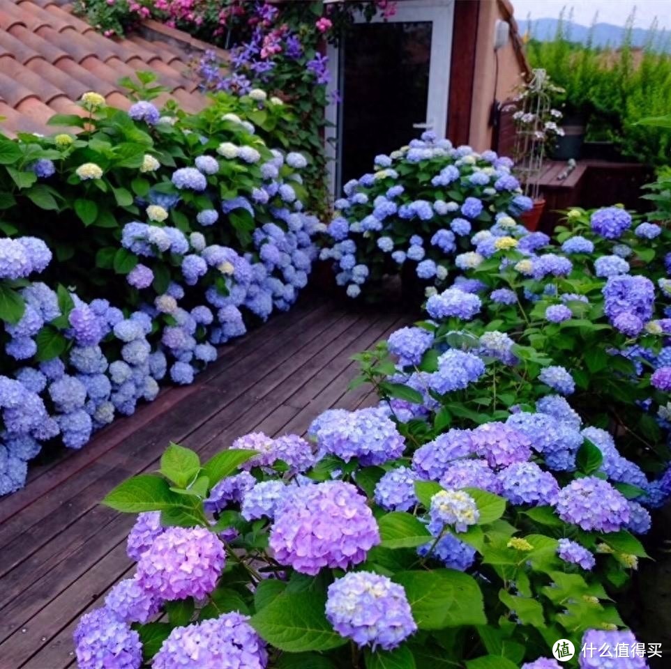 庭院里养花，就养“8种”，耐寒耐热，四季繁花似锦，美成一幅画