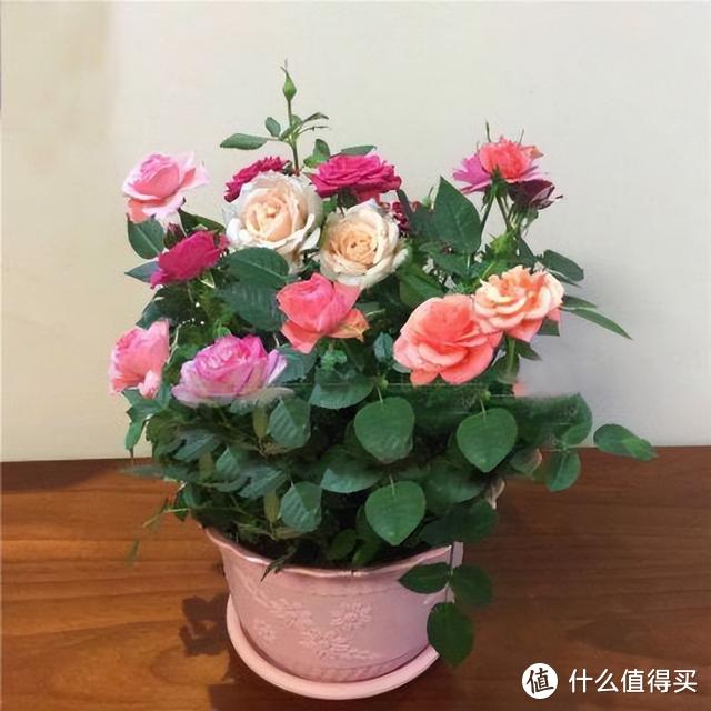 3种花天生喜欢小盆养，盆小劲头足，“挤一挤”反而长得旺