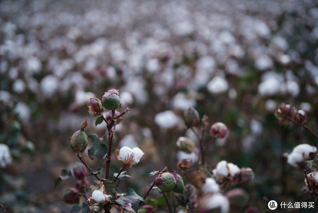 新疆棉：不仅仅是一种棉花，更是一种文化和历史的传承