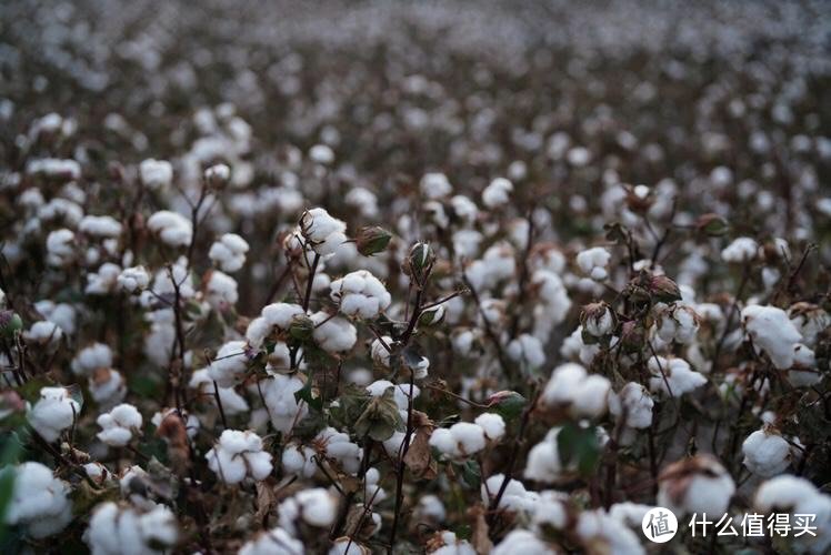 新疆棉：不仅仅是一种棉花，更是一种文化和历史的传承