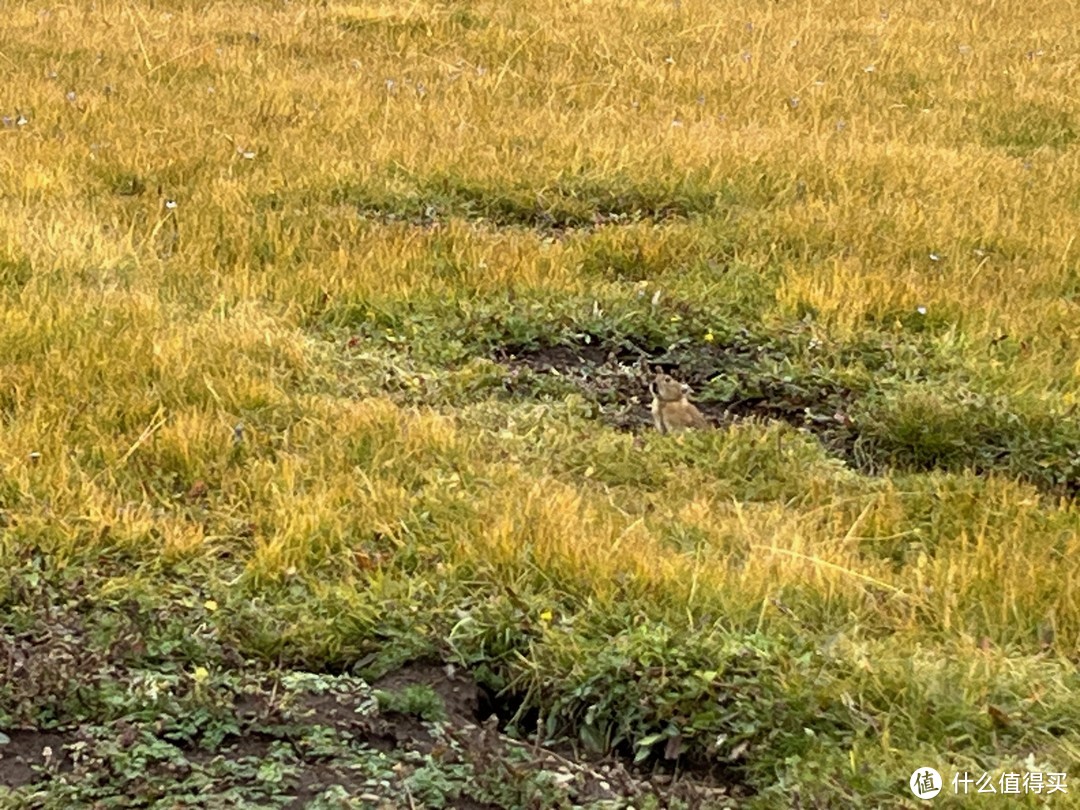 草原上有非常多的草原鼠兔，小家伙跑的很快，我手机没长焦很难拍到