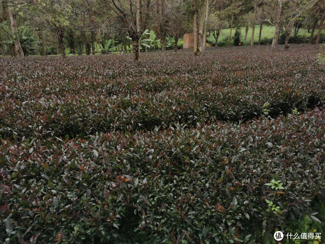 （前些年非常出圈的“紫鹃茶”茶园，也是无性系台地茶，图片拍摄于勐海大益庄园内）