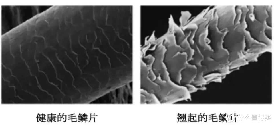 吹风机我们应该怎么选？等离子护发到底效果如何？多款吹风机横向实测对比！同诗/海尔/康夫/徕芬/直白