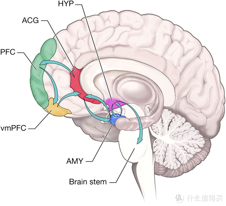 标有前额叶皮层 (PFC) 和前扣带皮层 (ACG) 的脑图。图/ACC Pinterest