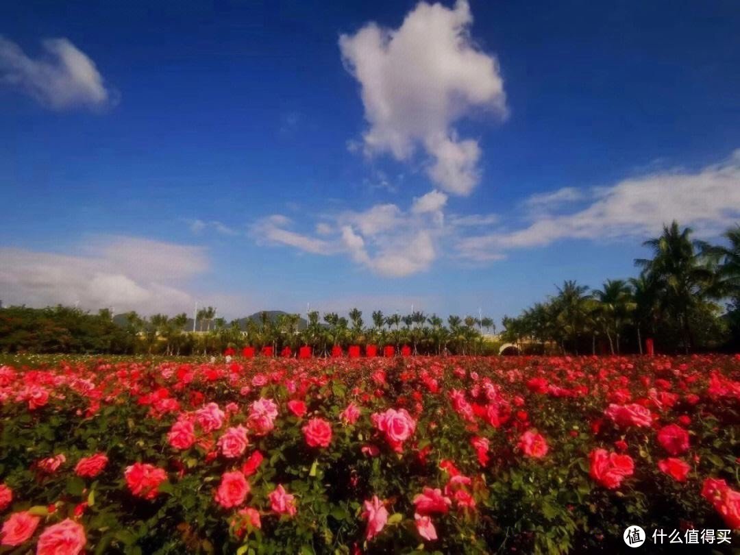 海南玫瑰谷:绚丽绽放的永生花艺术