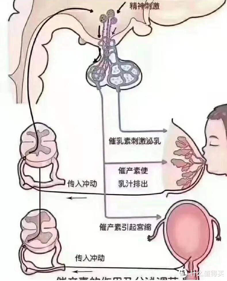 坐月子吃什么最下奶？想要增加母乳，新妈妈多做1个动作就够了