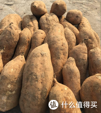 高分菜谱——秋日烤红薯教程