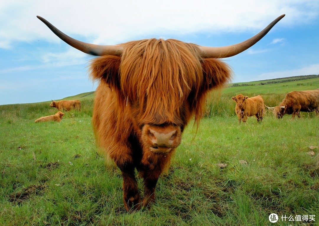 牛届的非主流，看乐高大神还原一头苏格兰高地牛