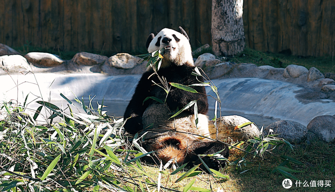 找到一个看熊猫的好地方，不用排队熊猫超会整活儿！