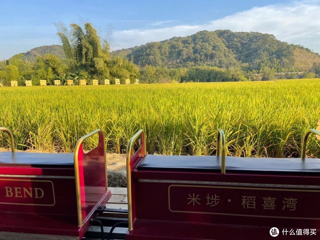 稻田里的金色梦想：解密日本稻田里的种植技术