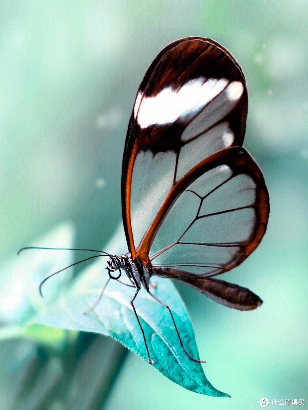 「蝴蝶标本的制作技巧，让你更好地欣赏它们的美丽」