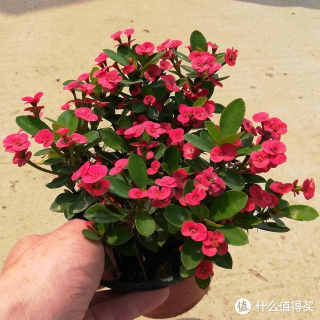 这5种花是“开花机器”，冬天也能开花，喜欢养花，这几种就够了