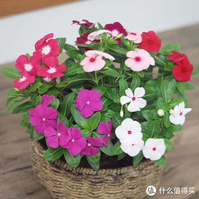这5种花是“开花机器”，冬天也能开花，喜欢养花，这几种就够了