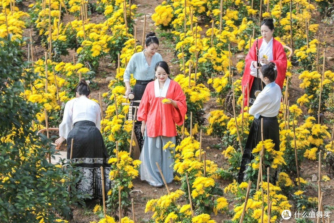 2023年第四届龙门秘境菊花文化节10月31日隆重启幕