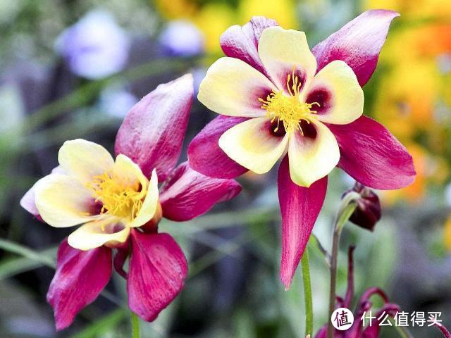 比较耐寒的11种花卉，有的能抵御“零下几十度”低温，漂亮又好养