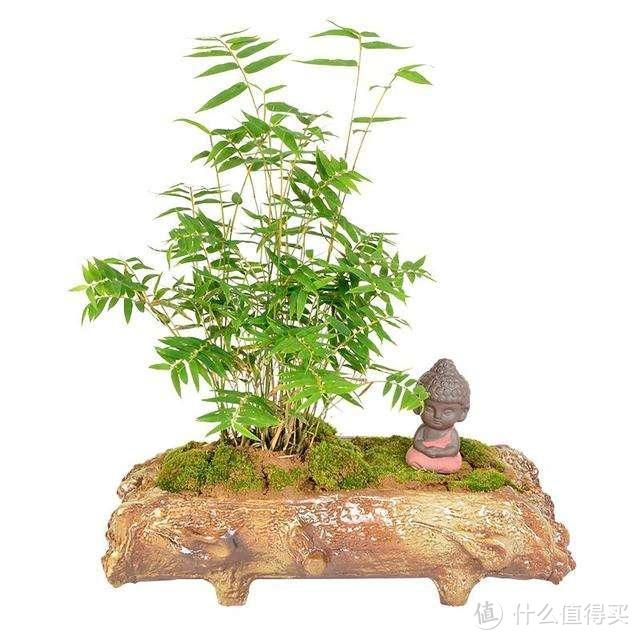 这几种竹子栽进花盆里，清秀文雅，每一盆都是靓丽的“风景”