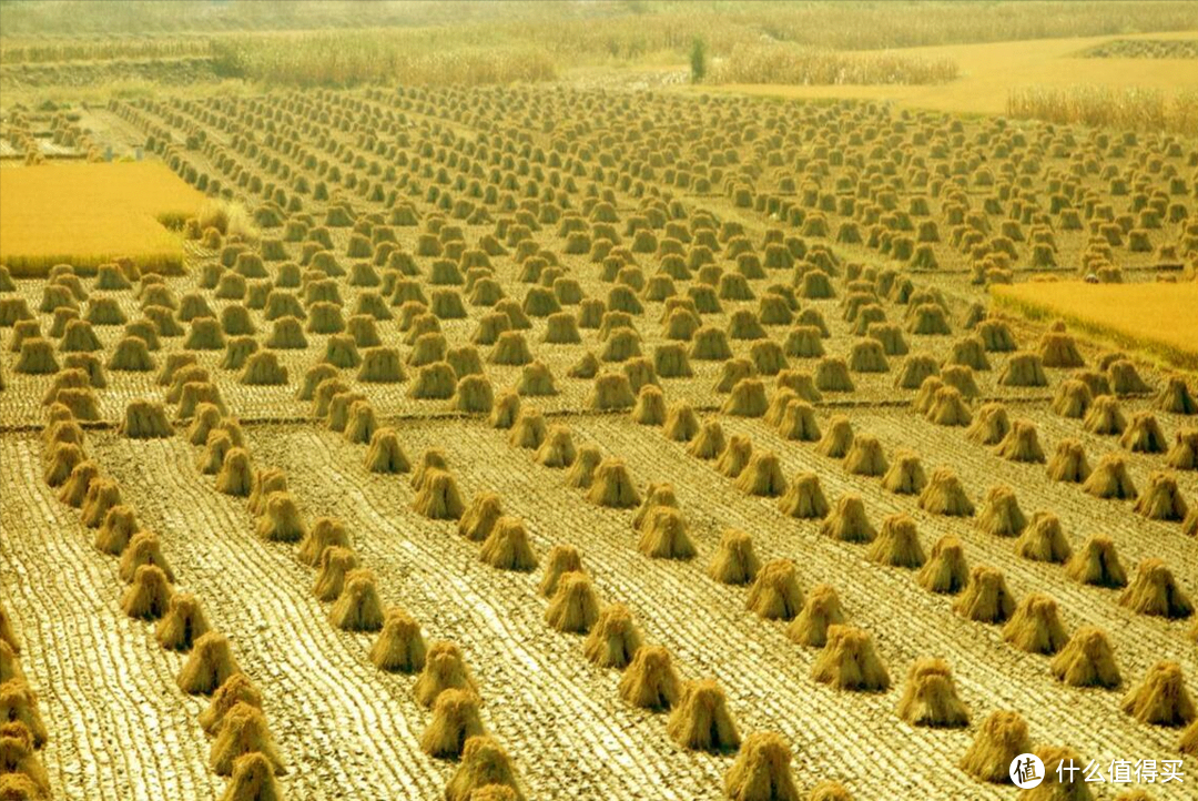 中国15种大米口感天梯图，看看从北到南，到底哪产的大米品质高？