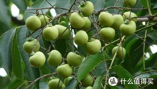 啥？我每天吃的居然是菩提子？浅谈男女皆可盘的菩提子（2）