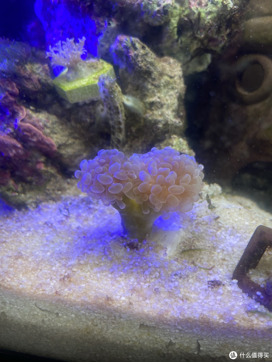 榔头珊瑚，背景是西瓜刨
