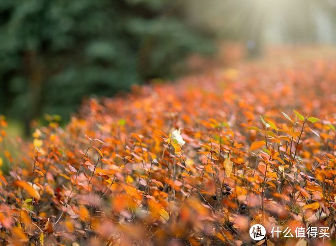 立冬后，晚餐5道菜，鱼虾肉齐全，滋补不秋燥，营养美味