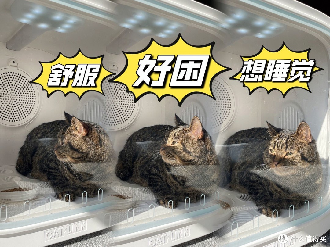 怎么给猫咪洗澡？宠物烘干箱有必要买吗？新上市的CATLINK烘干箱怎么样？真实使用体验告诉你！