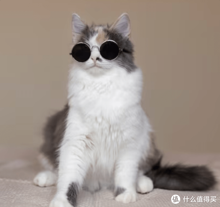 猫罐头什么牌子好！精选5款好吃的猫罐头推荐！