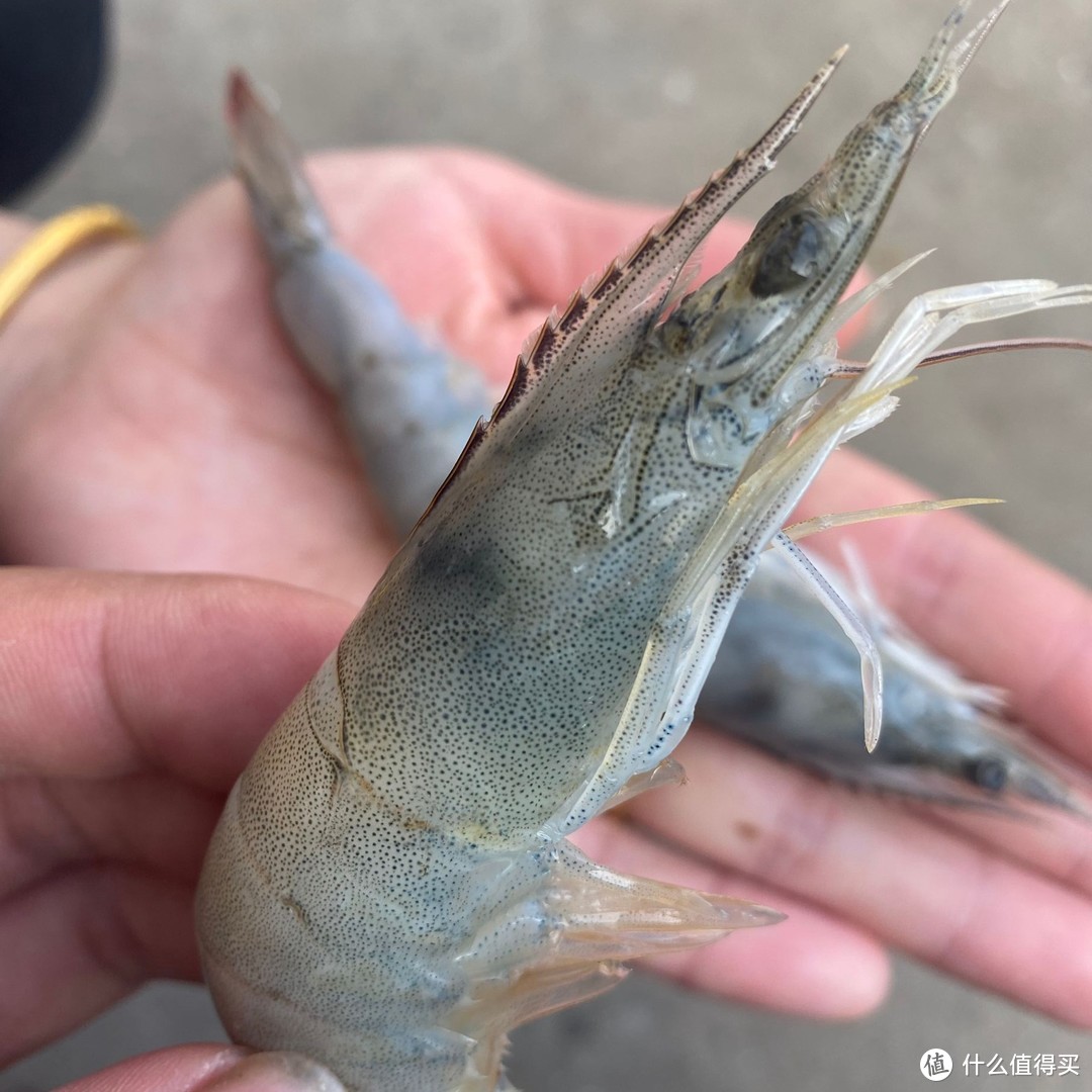 海鲜选购小技巧分享：打造美味海鲜大餐的秘诀