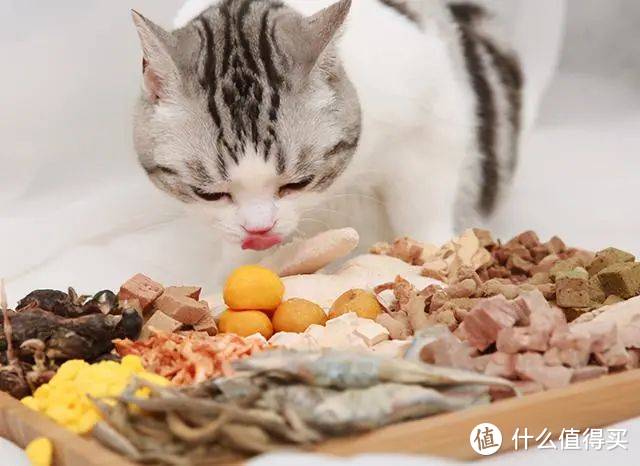 美国短毛猫吃什么猫罐头健康营养？双11猫罐头爆款清单