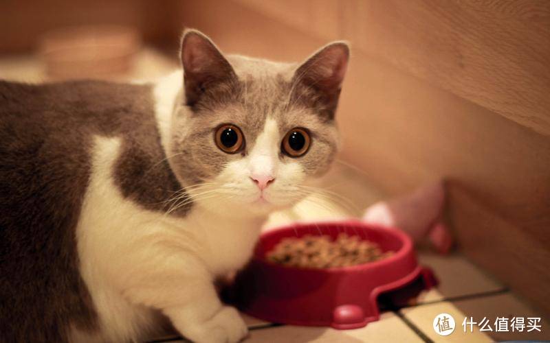 什么牌子的猫罐头健康又实惠？5大性价比高的猫罐头推荐！