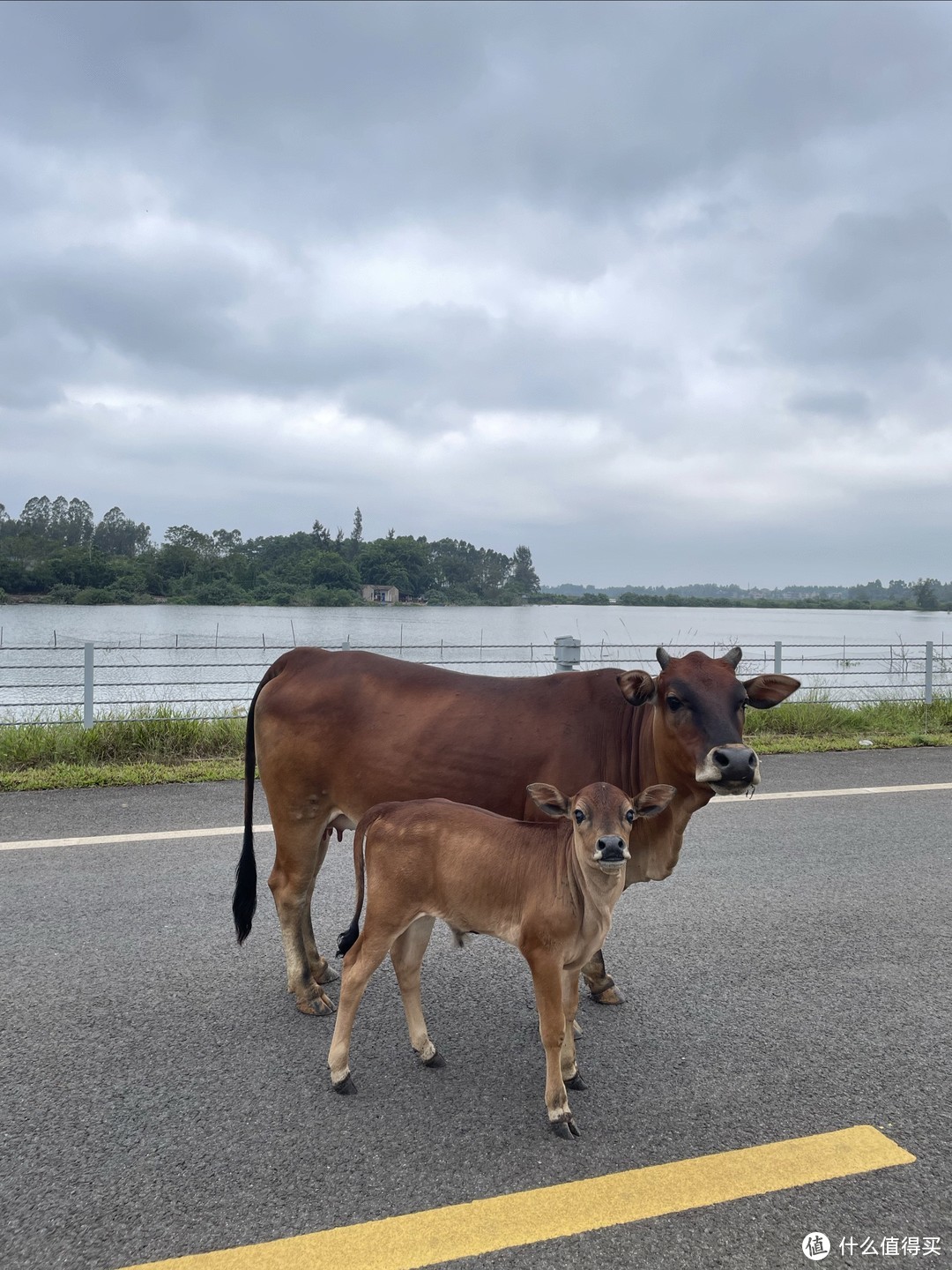 路上遇到的牛牛，好可爱 有车子路过的时候 牛妈妈会把下巴抵在牛宝宝的头上护住