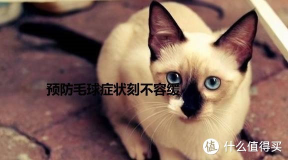 猫咪肠胃健康之毛球症的预防和解决办法