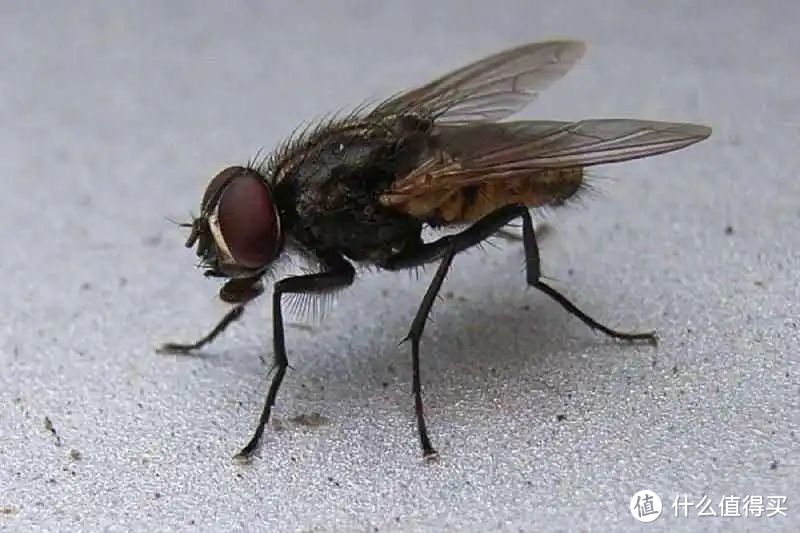 苍蝇时间流逝感比人慢，为什么还是会被拍死？