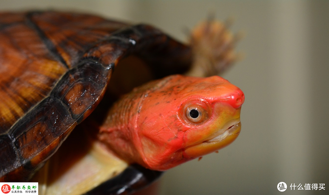 天性凶猛却能很好的互动，红面蛋龟怎么养？这3点很重要