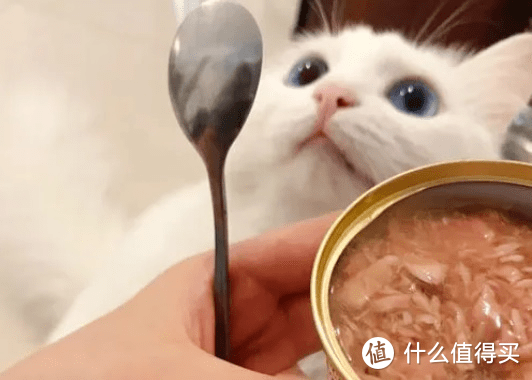 布偶猫吃什么罐头不容易软便？适合布偶猫的主食罐头品牌推荐