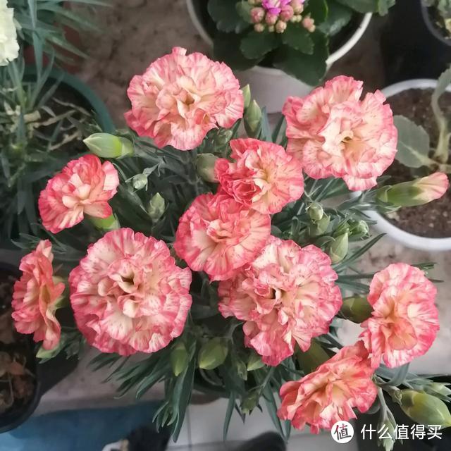 花卉盆栽就是这样被“玩”死的，要避开日常养护中常见的7个误区