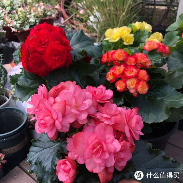 花卉盆栽就是这样被“玩”死的，要避开日常养护中常见的7个误区