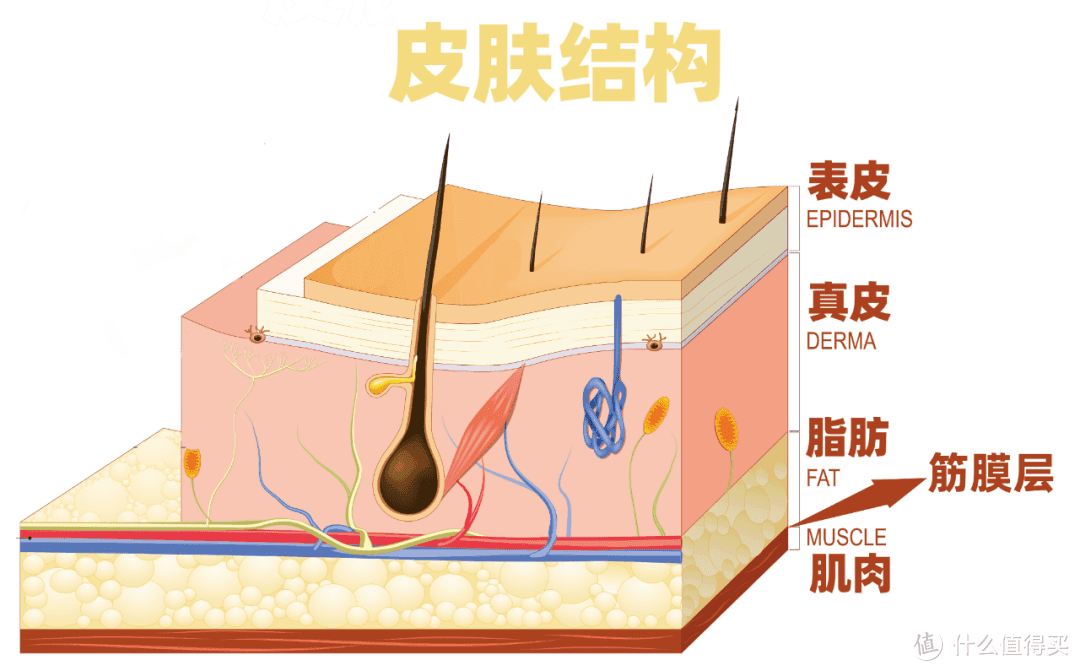 大揭秘：羊胎素、胶原蛋白...真能抗衰？揭开4类抗衰成分真实面貌（一）