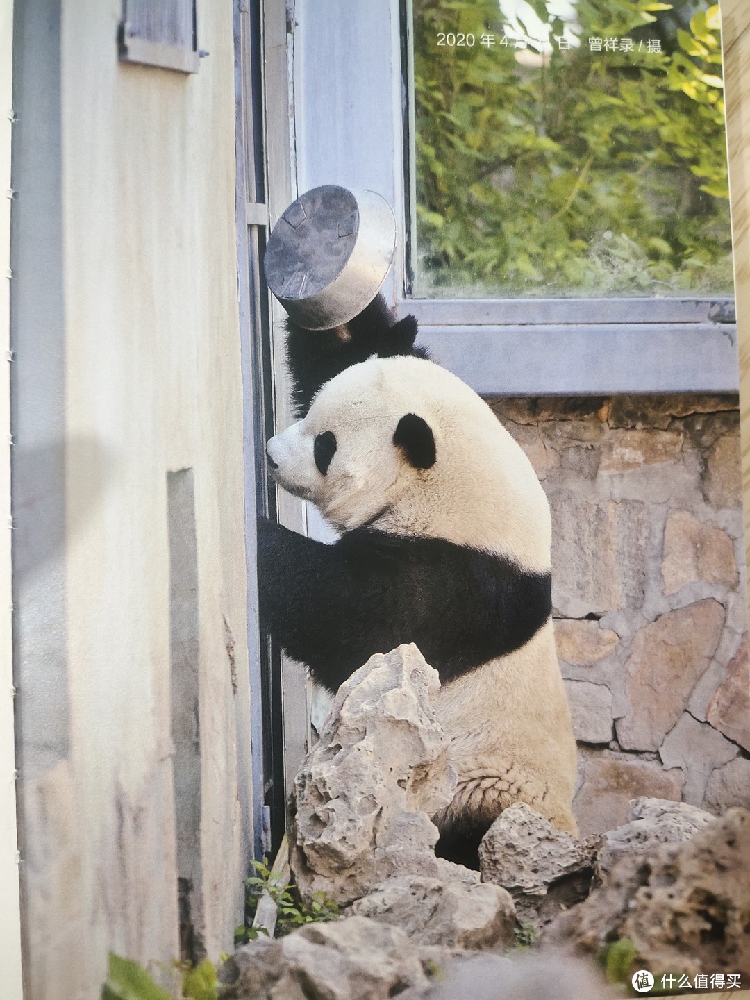 熊猫萌兰：从小可爱到超级明星的成长历程
