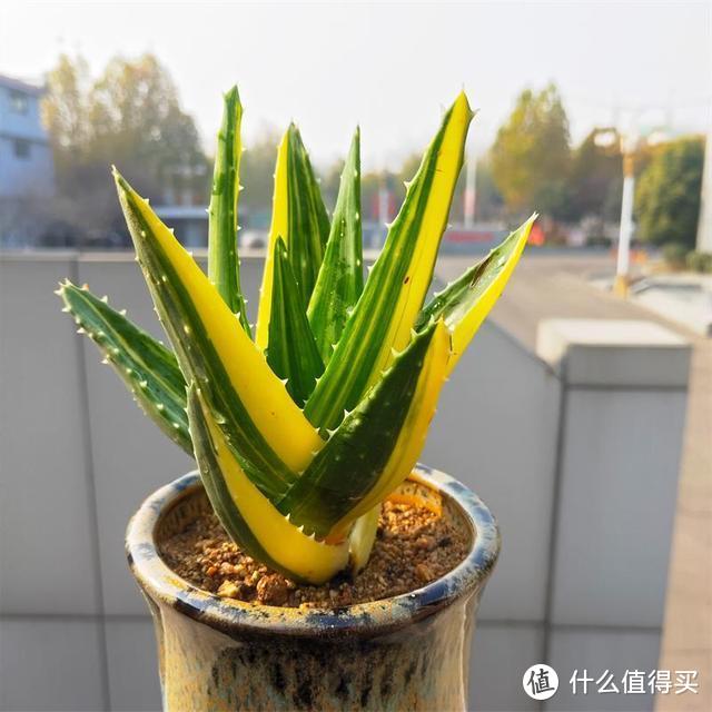 这5种花卉养在卧室，有助于改善睡眠，不过要注意，不要养多了