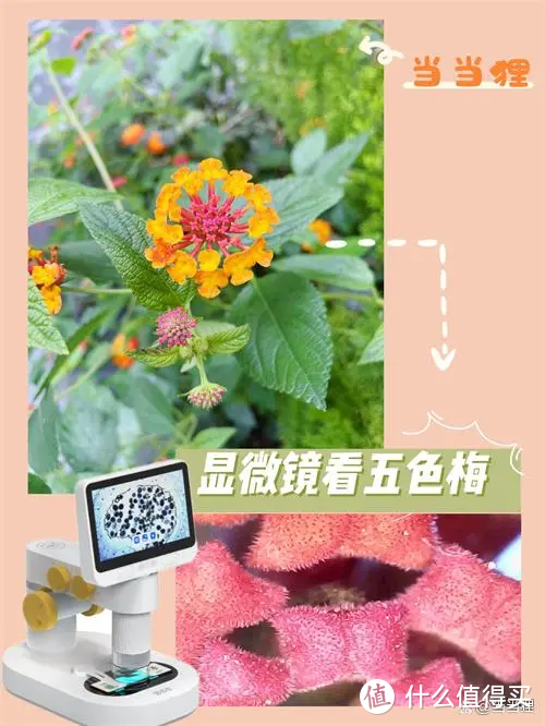 （分享一张孩子自己做的的电子手账图）