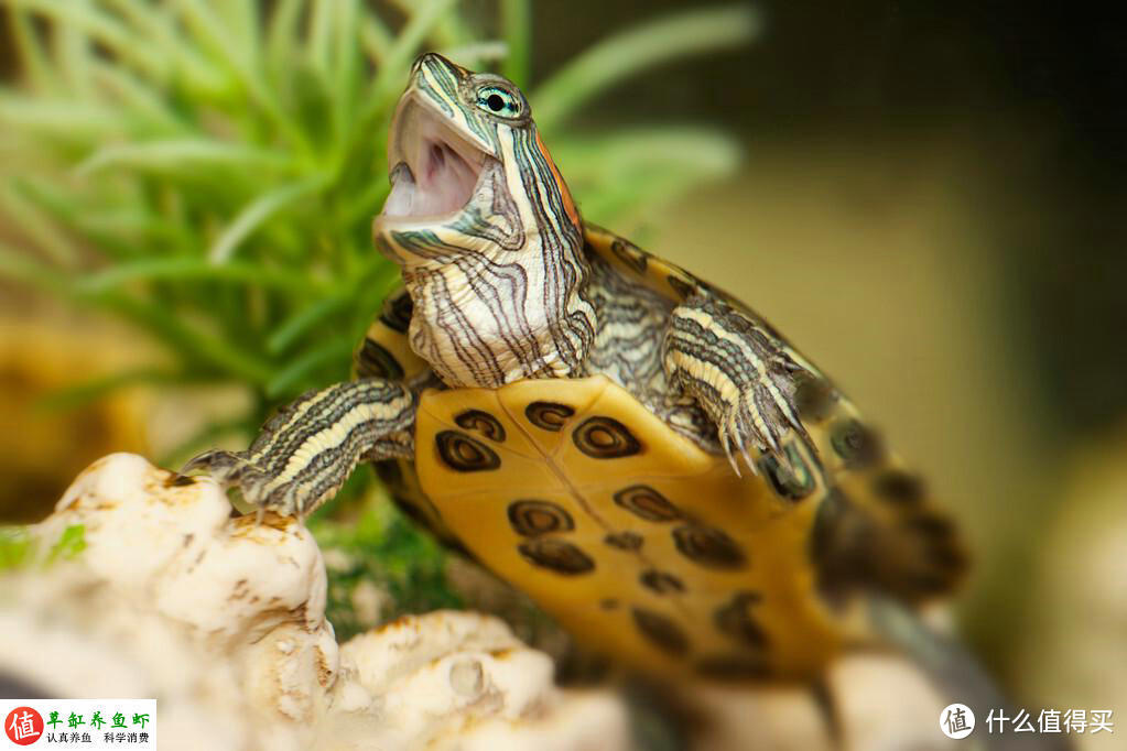 为什么乌龟喜欢咬来咬去？原因是这7点，应从根源上预防