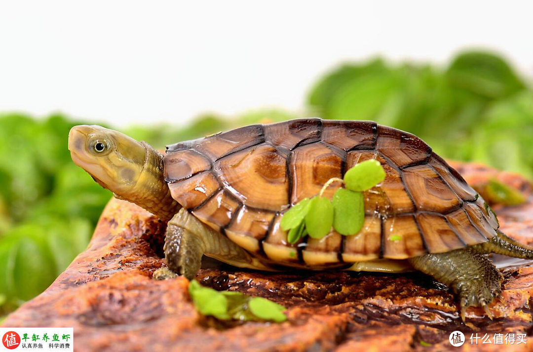为什么乌龟喜欢咬来咬去？原因是这7点，应从根源上预防