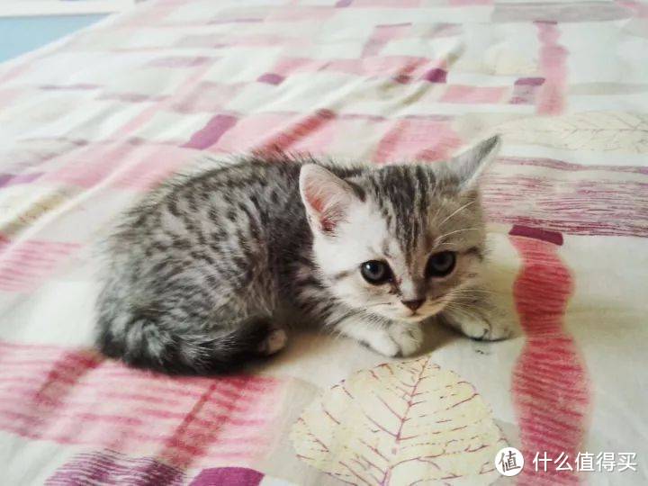 幼猫吃什么？性价比高的猫主食罐头推荐大盘点